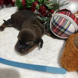 Blue collar sable male - Sable male Dachshund puppy in Pleasant Plains, Arkansas from JGBs Dachshunds