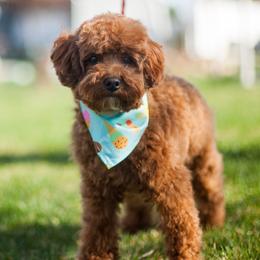 Echo - Goldendoodle