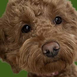 Ruby - Goldendoodle