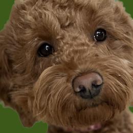 Ruby - Goldendoodle