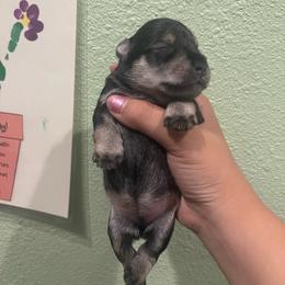 S P Girl - Salt and pepper female Miniature Schnauzer puppy in Upland, California from Rising Minis of Upland