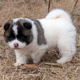 Yuri's Boy 2 - White male Akita puppy in South Carolina from Sierra Mountain Akitas
