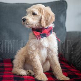 Goldendoodle Puppies from Doodle Me This Goldendoodles