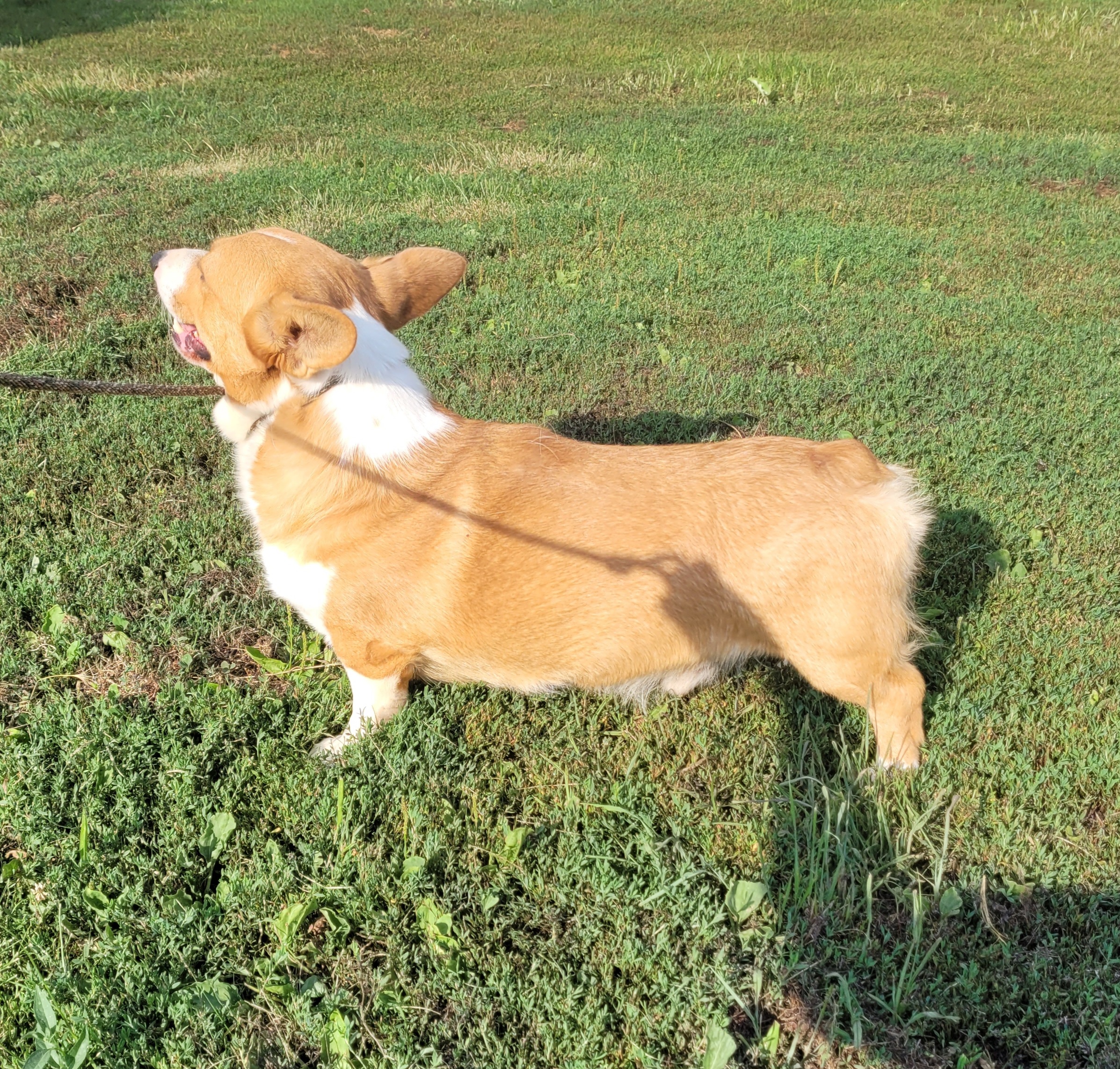 Border Collies and Pembroke Welsh Corgis from Kickin It Acres BCs