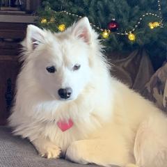 Princess - American Eskimo Dog