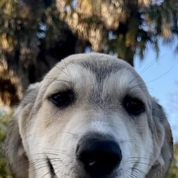 Nova - Gray fawn female Anatolian Shepherd Dog puppy in Fort Pierce, Florida from Quiet Waters