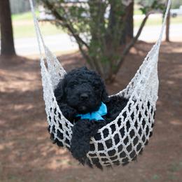 Jacob blue collar - Black male Goldendoodle puppy in Lexington, North Carolina from Deborah’s Doodles
