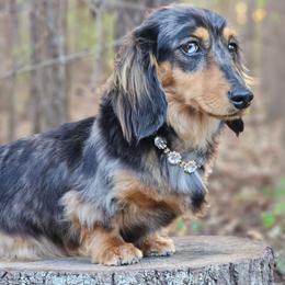 Moxie - Dachshund