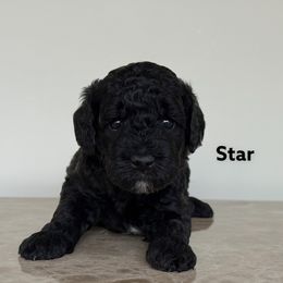 Star - Black female Goldendoodle puppy in Petoskey, Michigan from Petoskey Goldendoodles