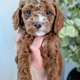 Charlie - Red male Cavapoo puppy in Denver, Pennsylvania from Rose Z