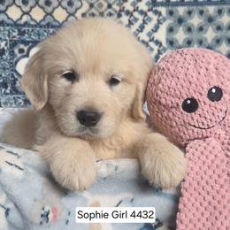 Sophie Girl 1 - Light golden female Golden Retriever puppy in Niles, Michigan from Composer Goldens