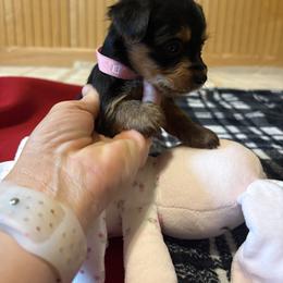 Lola - Black and tan female Yorkshire Terrier puppy in Jayess, Mississippi from Barbara Clark
