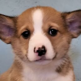 Pembroke Welsh Corgis from Taylor Made Corgis