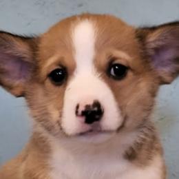 Pembroke Welsh Corgis from Taylor Made Corgis