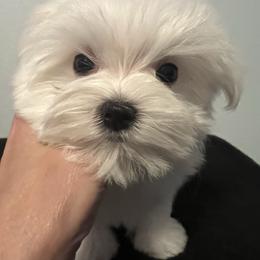 Small Boy - White male Maltese puppy in Nuevo, California from Validian Maltese