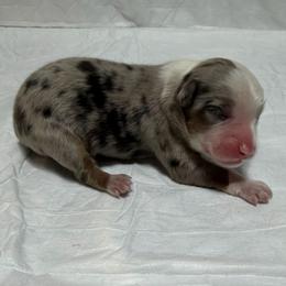 Girl 2 - Blue merle female Miniature Australian Shepherd puppy in Olean, New York from Windy River Mini Aussie