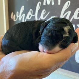 Girl 3 - Tri-color female Bernedoodle puppy in Millsap, Texas from Gaston’s Posh Poodles and Doodles