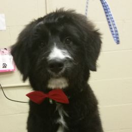 Chinese Crested, Miniature American Shepherd, and Aussiedoodle Puppies from Rosewood companions