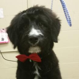 Chinese Crested, Miniature American Shepherd, and Aussiedoodle Puppies from Rosewood companions