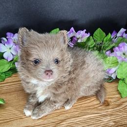 Pepper's Shadow of the Day - Shadow - Lavender male Pomeranian puppy in Plant City, Florida from Pepper's Pomeranians