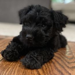 Miniature Schnauzers from Hydie Mini Schnauzer