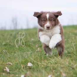 Miniature Australian Shepherds from The Farm at Hidden Springs