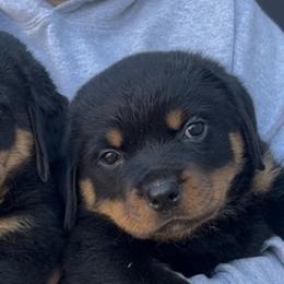 Rottweiler Puppies from Von Decker Rottweilers