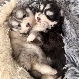 Pomsky Puppies from Nehalem Pomskies