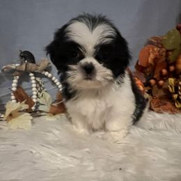 Girl 1 - Black and white female Shih Tzu puppy in Tenino, Washington from Fantasy Realm Shih Tzus
