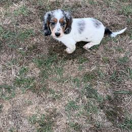 Black tie affair - Dapple female Dachshund puppy in Pleasant Plains, Arkansas from JGBs Silver Spur Dachshunds