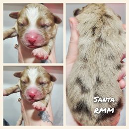 Santa - Miniature Australian Shepherd puppy in Roseville, California from Golden State Mini Aussies