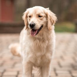 Alaska - Golden Retriever