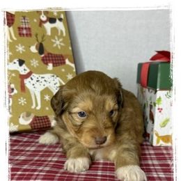 Girl 1 Aussie Doodle - Red tri female Miniature Australian Shepherd puppy in Pensacola, Florida from TNT MINI AUSSIES