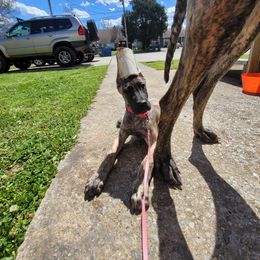 Great Dane Puppies from The Greater Dane Kennel