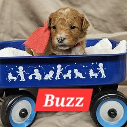 Buzz - Red  male Goldendoodle puppy in Flat Rock, North Carolina from Sukisdoodles