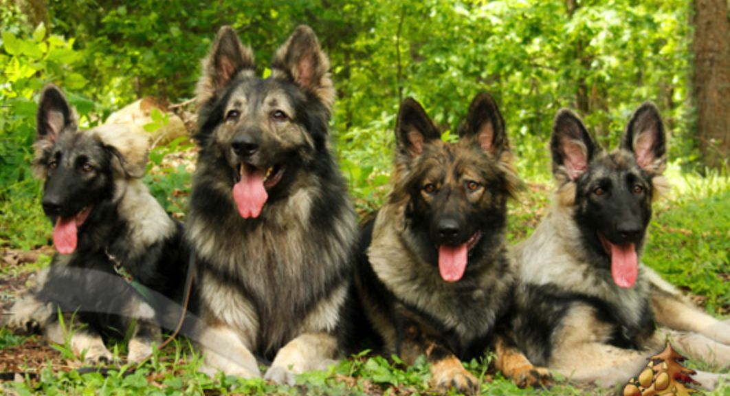 Imladris Shilohs in West Virginia | Shiloh Shepherd puppies | Good Dog