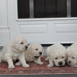 Golden Retrievers from Seven Springs Goldens