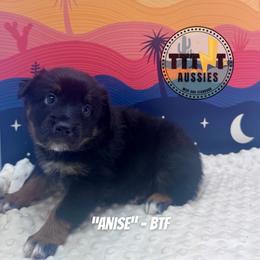 Anise - Black tri-color female Australian Shepherd puppy in Tucson, Arizona from TTTNT Aussies