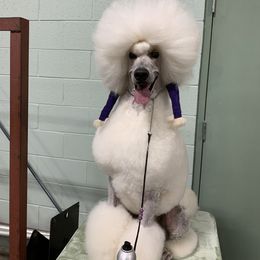 Poodle Puppies from Gwynt Standard Poodles