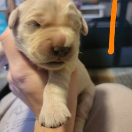 Golden Retriever Puppies from Wild Roost Goldens