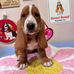 Sadie - Red and white female Basset Hound puppy in Pilot Mtn, North Carolina from Lowdown Love Basset Hounds