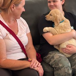 Golden Retriever Puppies from Retrievers Gold AZ
