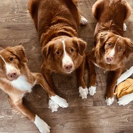 Nova Scotia Duck Tolling Retrievers from Mountain Ranch Tollers
