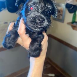 Black female - Black female Miniature Schnauzer puppy in Malvern, Arkansas from Deep South Miniature Schnauzers