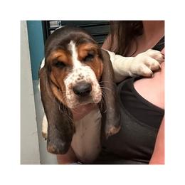 Basset Hound Puppies from Jen's Bassets
