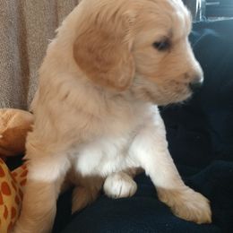 "Piper's baby (Golden Retriever)" Goldendoodle, Golden Retriever, and Sheepadoodle Puppies from Guppy Puppies