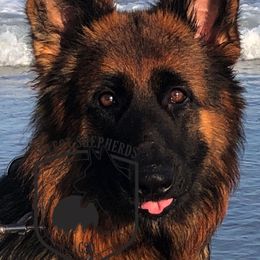 Yanita - German Shepherd