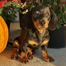 Charlie - Dachshund