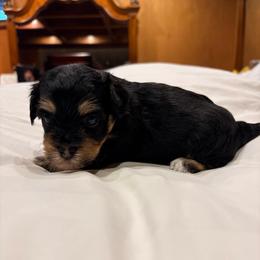 Chuck - Blue Collar - Black and tan male Havanese puppy in Orange, California from Havanese Bragger’s