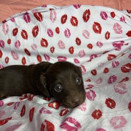 Genie - Chocolate female Dachshund puppy in Lake City, Florida from My Ditzy Doxies of Florida
